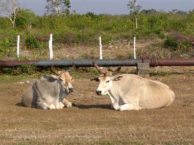 2004 Cuba, Maria la Gorda - Cayo Levisa, DSC00589 B_B720